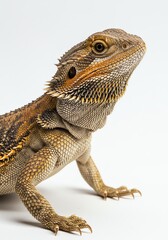 Obraz premium Bearded Dragon Reptile Close Up on White Background