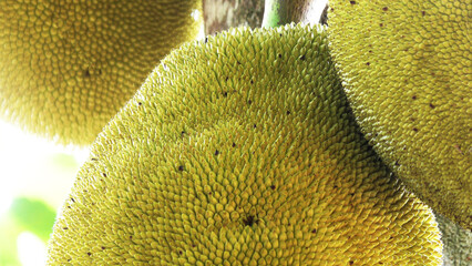 Closeup of jackfruits on jack tree