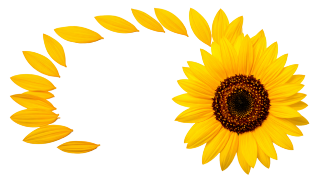 Sunflower petals forming curved shape with sunflower head on transparent background