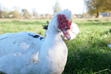Domestic ducks on the farm. Care and breeding of ducks.