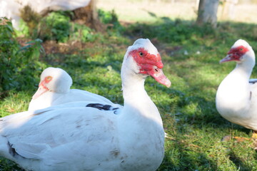 Domestic ducks on the farm. Care and breeding of ducks.