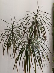 Dracaena plant with long green leaves, indoor greenery, modern home decor, copy space