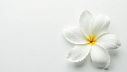 Fototapeta premium Close-up of pristine white flower petals against pure white backdrop, fresh, element, beauty