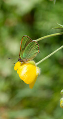 A green hairstreak, rare and not common butterfly with green closed wings perched on yellow petals of a buttercup flower  © Marc