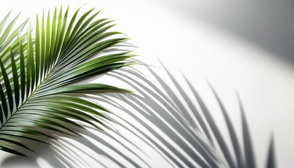 Fototapeta premium soft shadows of palm tree leaves isolated on a white background