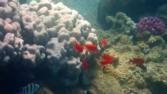 Close up of school of sea goldie or Goldfish scalefin anthias, scientific name is  Pseudanthias squamipinnis, it belongs to the family Serranidae, inhabits coral reefs of the Red Sea 