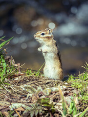 Chipmunk standing on its hind legs
