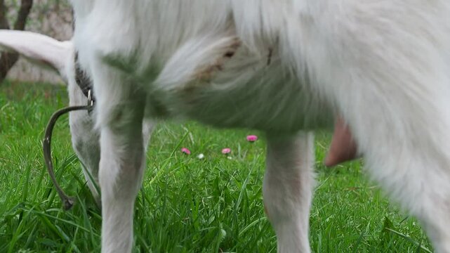 A white goat grazes in nature and eats