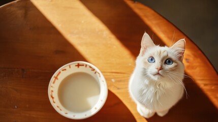 White cat with blue eyes looking up at a bowl of milk on a wooden table in sunlight.