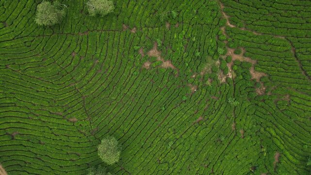 Emerald Canvas: Aerial Textures of Java&rsquo;s Tea Plantation (4K Nature Clip)