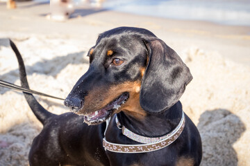 travel,young black dachshund, muzzle , funny, satisfied, close-up, portrait, nose in the sand, beautiful , sandy beach, blue sea , seashore