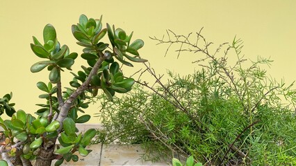 Crassula jade plant's vibrant foliage whispers prosperity, Zen tranquility, bonding with Earth's...