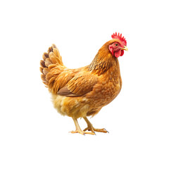 chicken isolated on a transparent background, in a PNG format