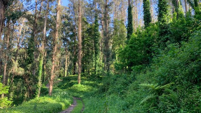Verdant eucalyptus forest kissed by sunbeams, inviting a sylvan walk; perfect for solstice rituals and Arbor Day reflections