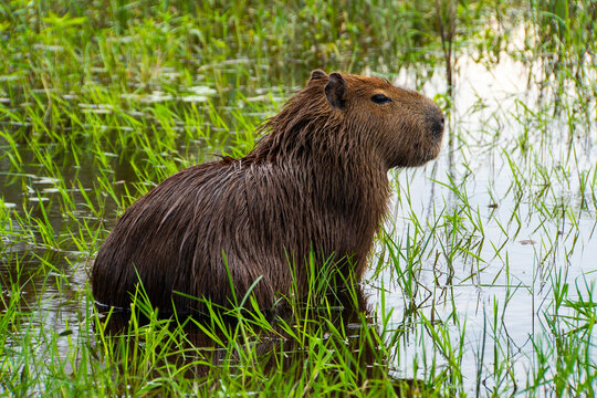 capybara in grass
