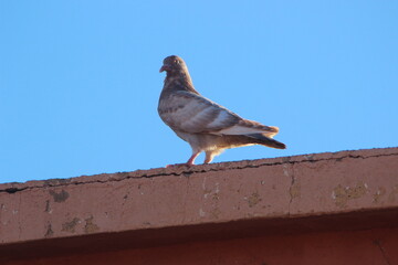 A one pigeon standing on top of a house