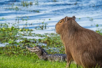 wild capybara and cayman © Jacek