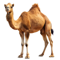 Cartoon Camel With White Background