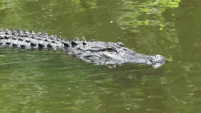 American alligator stealthily swimming cruising through wetlands calm water. 
