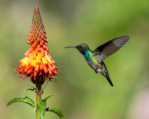 Fototapeta premium hummingbird in flight
