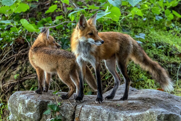 A Red Fox Vixen and one of her kits on alert.