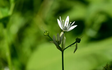 Einzelne Bärlauchblüte mit grünen Samenkapseln