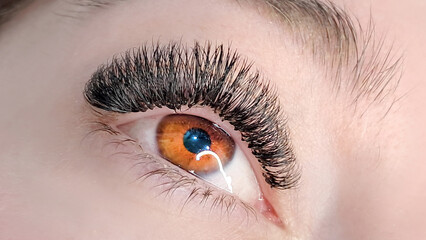Obraz premium Close up of eye with eyelash extensions ,beauty salon treatment