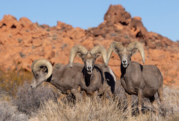 Desert Sheep Rams in the Nevada Desert in Winter