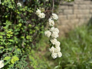 White flowers of the Spirea Vangutta (Spiraea Vanhouttei) shrub. Selective focus. Spiraea sometimes...