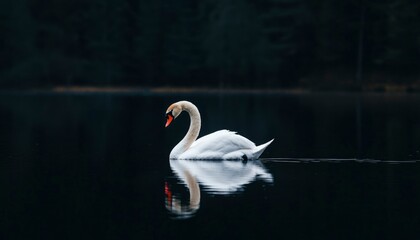 Swan on still water