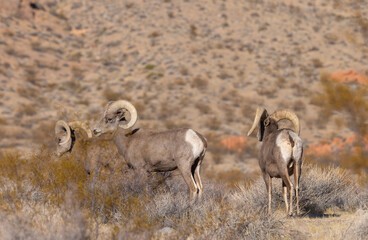 Desert Sheep Rams in the Nevada Desert in Winter
