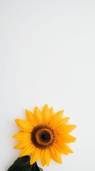 Naklejka premium Bright yellow sunflower, dark leaf, white background.
