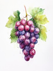 Fototapeta premium Simple Watercolor Grapes Clipart in Minimalist Style – Fresh Botanical Illustration on Clean White Background