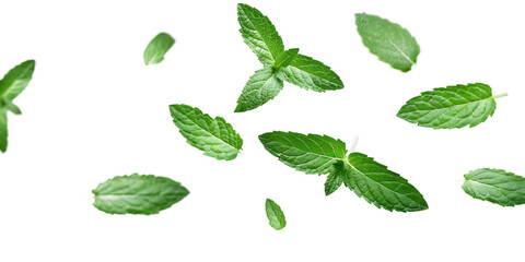 flying mint leaves isolated on white background PNG