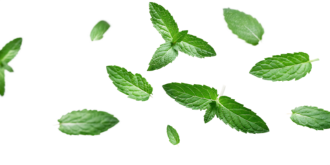 flying mint leaves isolated on white background PNG