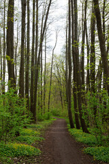 Fototapeta premium Spring scene in May in Lielezers Nature trail in Limbazi in Latvia