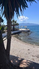 palm trees on the beach