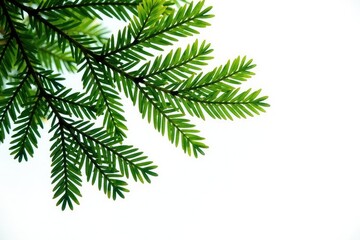Obraz premium Cedar tree branches with foliage isolated on white, foliage, leaf, green