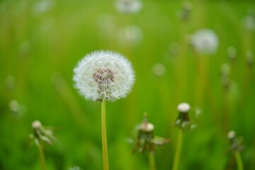 dandelion on green grass