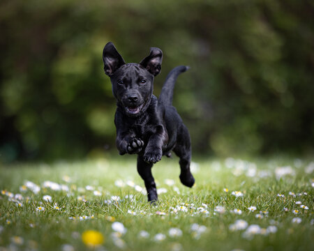 Black Patterjack puppy running in the park