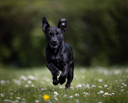 Black Patterjack puppy dog running in the park
