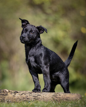 Black Patterjack puppy in the park