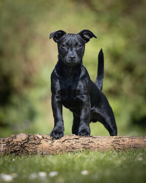 Black Patterjack puppy in the park