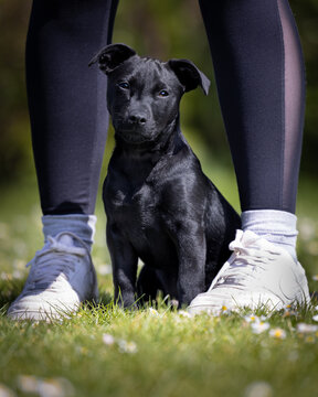 Black Patterjack puppy sitting between owners feet