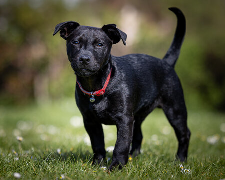 Black Patterjack puppy in the park