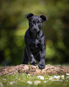 Black Patterdale puppy dog in the park
