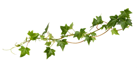  ivy branch isolated on white background PNG