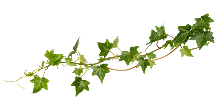  ivy branch isolated on white background PNG