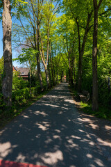 Fototapeta premium alley in the park