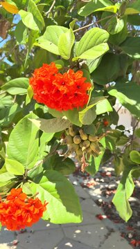 Orange cordia blossoms blooming, vibrant flowers and green leafed branch contrasting with soft focus fallen petals and stone pathway background